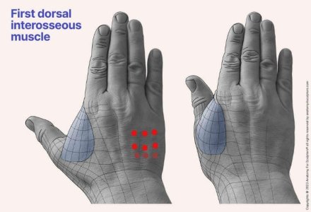 First-dorsal-interosseous-movmenthand-anatomy-for-artists-by-anatomy-for-sculptors_1.jpg